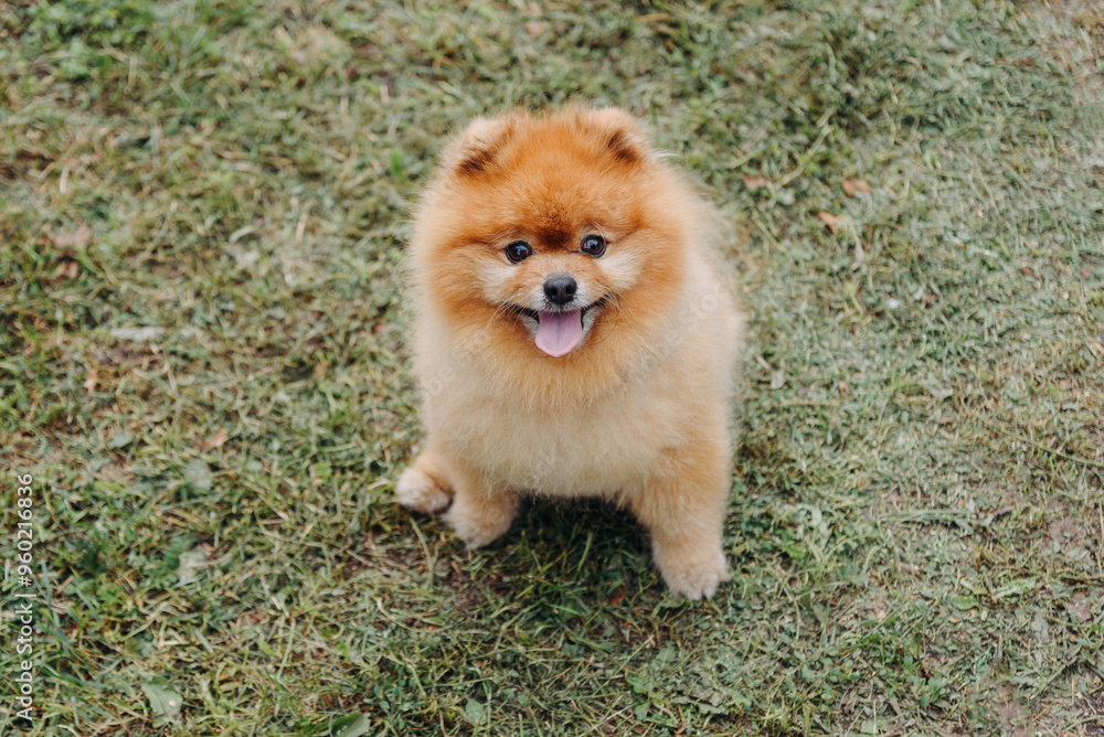 pomeranian spitz looks up at owner pomeranian spitz looks up at owner