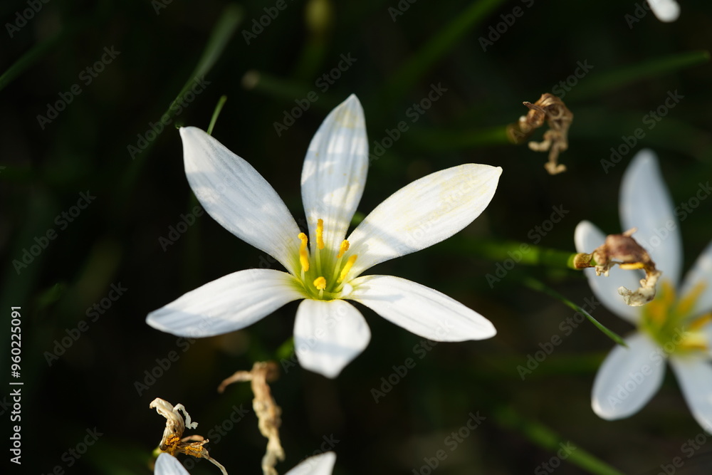 Zephyranthes candida, with common names that include autumn zephyrlily, white windflower and Peruvian swamp lily, Amaryllidaceae family. Berggarten Hanover, Germany.
Zephyranthes candida, with common names that include autumn zephyrlily, white windflower and Peruvian swamp lily, Amaryllidaceae family. Berggarten Hanover, Germany.