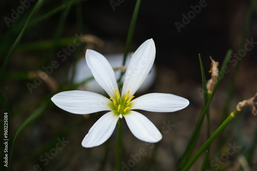 Zephyranthes candida, with common names that include autumn zephyrlily, white windflower and Peruvian swamp lily, Amaryllidaceae family. Berggarten Hanover, Germany.

 photo