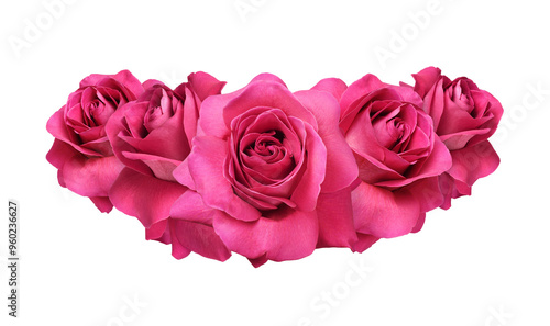Red rose flowers in a flora...