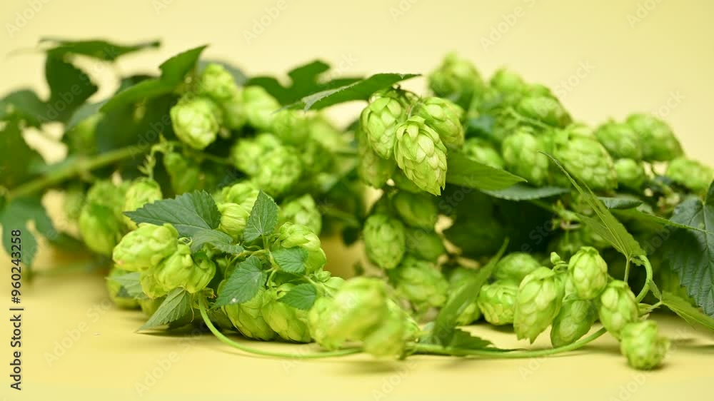 hop cones close-up hop cones close-up