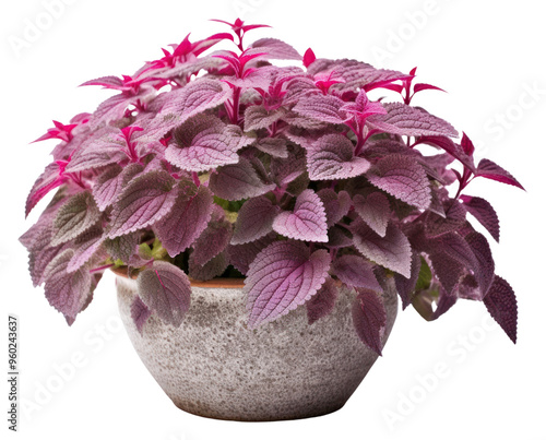 PNG Coleus flower plant leaf.