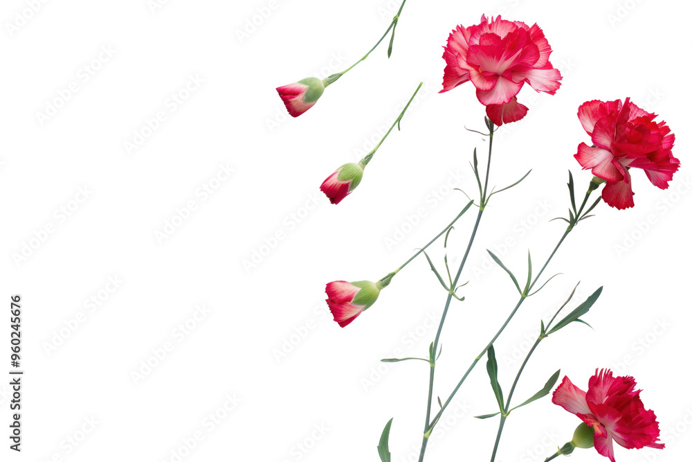 carnation modern style on a white background carnation modern style on a white background