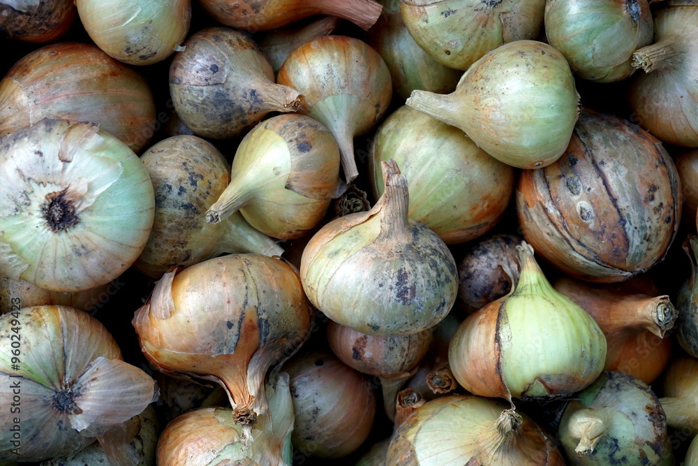 Onion just picked from the garden. Fresh onions background. Ripe onion in the greenhouse. Organic vegetables Onion just picked from the garden. Fresh onions background. Ripe onion in the greenhouse. Organic vegetables