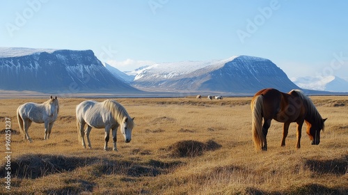 Icelandic horses grazing near Reykjavik with mountains and a clear blue sky in the background. photo