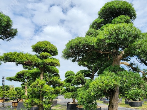 Podocarpus polystachyus is a medium-sized evergreen tree, planted as an ornamental tree in potted gardens and along fences.