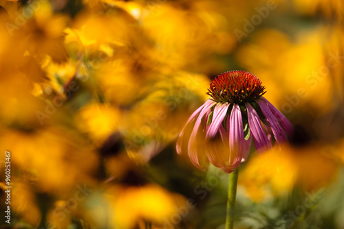 Purple coneflower stands alone in the sunshine among the brown-eyed Susans and the prairie flowers on this mid--September morning within the Forest Beach Migratory Preserve near Belgium, Wisconsin photo