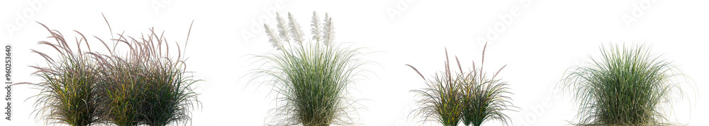 Pennisetum setaceum Rubrum and Cortaderia selloana Pumila grass dwarf pampas grass isolated png on a transparent background perfectly cutout high resolution Pennisetum setaceum Rubrum and Cortaderia selloana Pumila grass dwarf pampas grass isolated png on a transparent background perfectly cutout high resolution