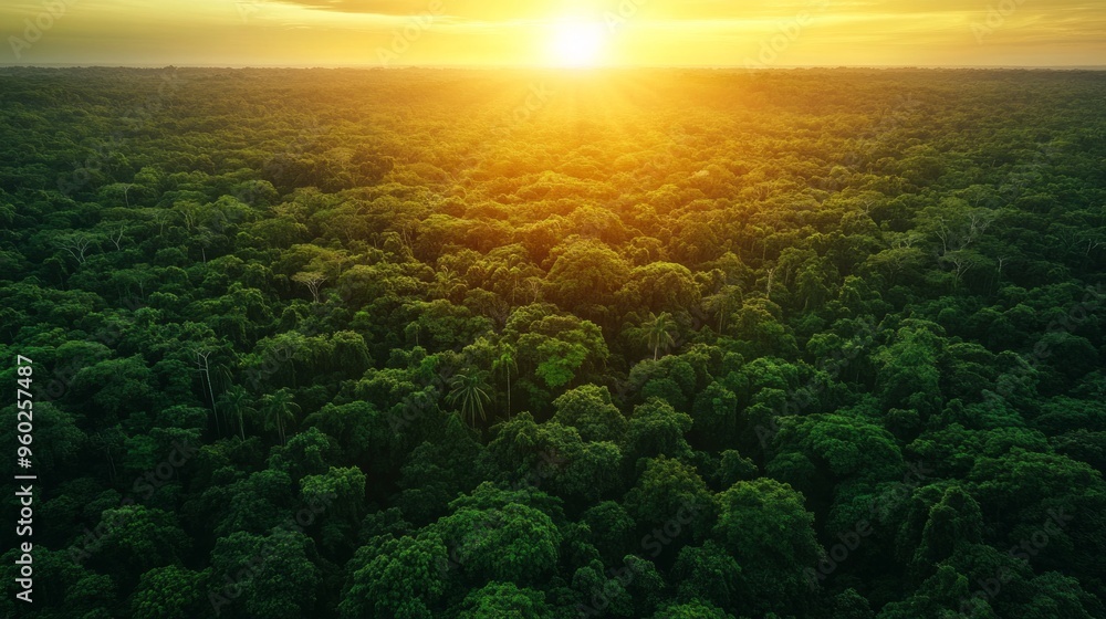 Aerial View of a Lush Rainforest at Sunset Aerial View of a Lush Rainforest at Sunset