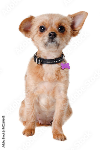 Happy yorkshireterrier dog sitting, taken on a white background photo