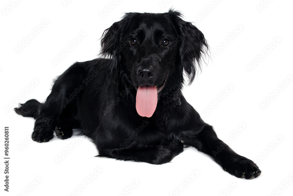 Happy Flat-Coated Retriever dog taken on at clean white background Happy Flat-Coated Retriever dog taken on at clean white background