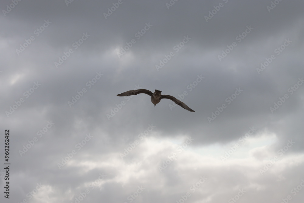 Seagull flying in the dark cloudy sky Seagull flying in the dark cloudy sky
