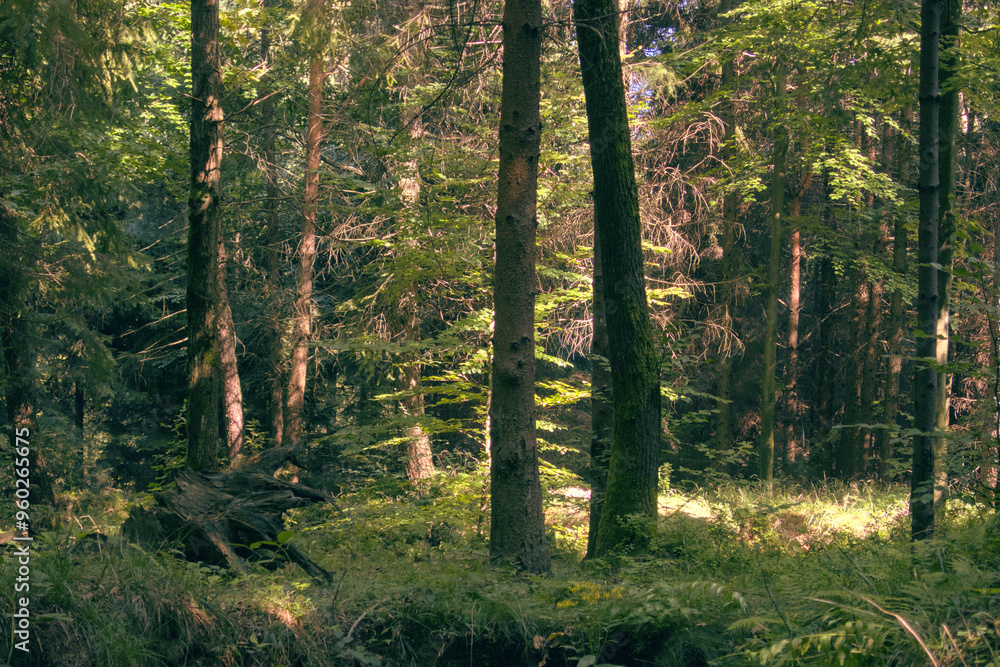 Fototapeta premium Green temperate late summer forest during sunny day, sun light from background, trees, as illustration of hiking, walking outdoor, outside activities, relaxation, peace
