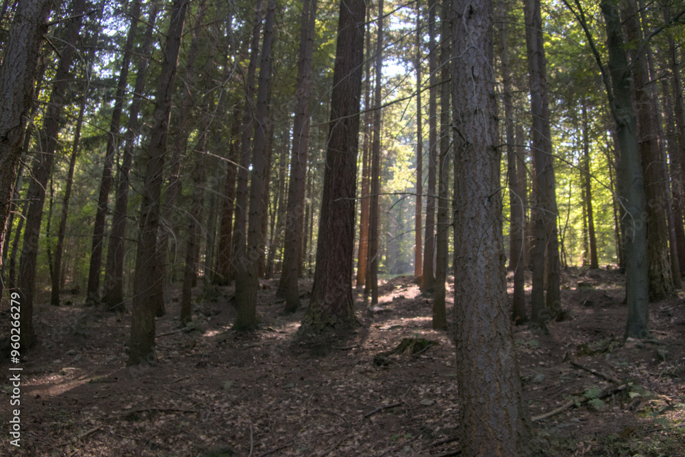 Serene forest scene with towering coniferous trees casting long shadows across the forest floor, peaceful atmosphere of the woods as deep connection with nature illustration, outdoor exploration Serene forest scene with towering coniferous trees casting long shadows across the forest floor, peaceful atmosphere of the woods as deep connection with nature illustration, outdoor exploration