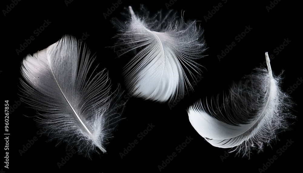 Fototapeta premium White Feathers isolated against a black background. Floating feathers. Falling bird feathers. Bokeh. Motion blur. Bird, angel or demon feathers. Fantasy glowing feathers floating down. See Less 
