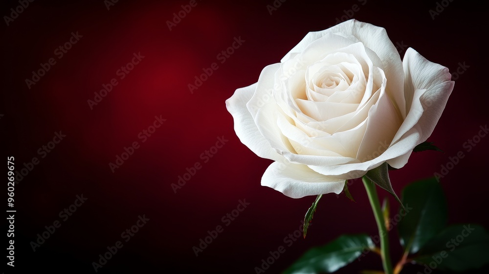 Full-bloom white rose with intricate petal details, set against a deep, rich background with a touch of soft vignette, Ideal for luxury branding, High-Resolution, Digital Painting, Elegant. Full-bloom white rose with intricate petal details, set against a deep, rich background with a touch of soft vignette, Ideal for luxury branding, High-Resolution, Digital Painting, Elegant.