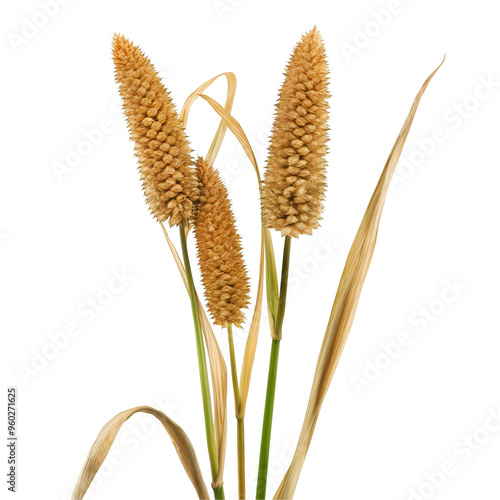Millet, Legume, Isolated on Transparent Background, Graphic Resource for Gourmet Advertising, Menu Design, Website Banners, Packaging, and Social Media Campaigns