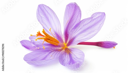 Gorgeous Saffron Blossom: A Closeup Beauty on White Background