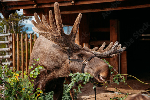 Moose eating a snack photo