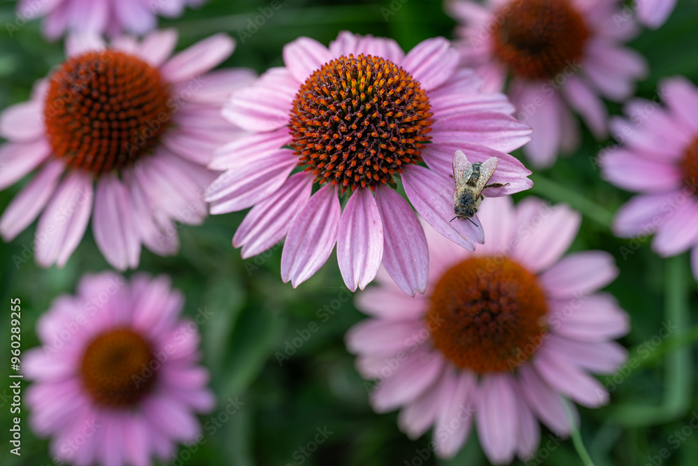 Bee with dewy wings on pink flower.
Bee with dewy wings on pink flower.