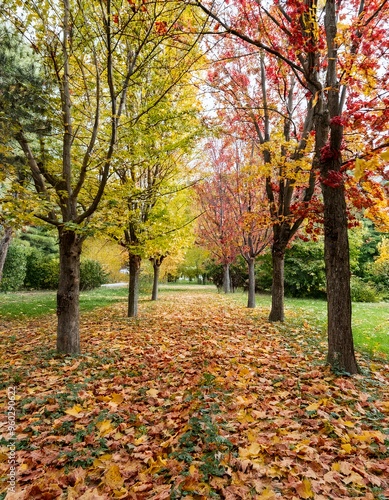 New Autumn forest nature. Best morning in colorful forest with sun rays through branches of trees.