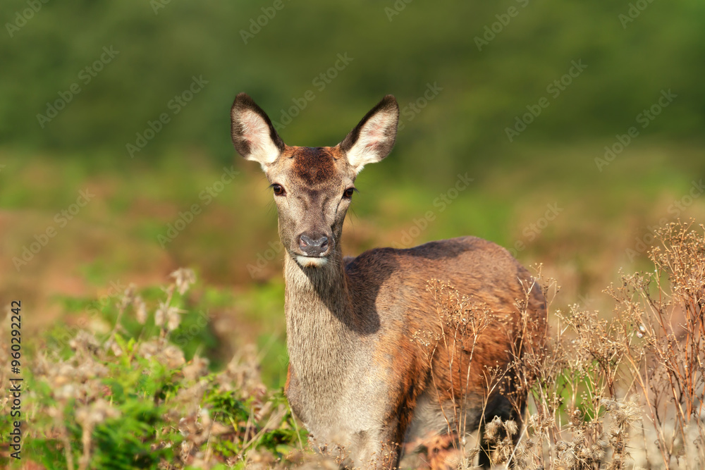 Portrait of a curious red deer female standing in grass in autumn Portrait of a curious red deer female standing in grass in autumn