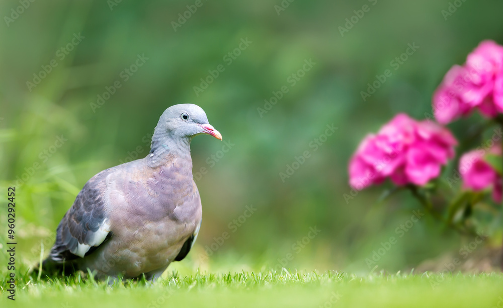 Portrait of a wood pigeon standing on green grass near red flowers, Portrait of a wood pigeon standing on green grass near red flowers,