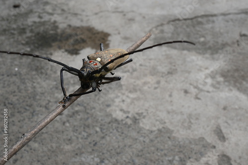 Batocera rufomaculataIt. It is a species of long horn beetle in the family Cerambycidae.
This insect makes holes in the stem of the plant, due to which the trees die. Batocera rubus beetle.  photo