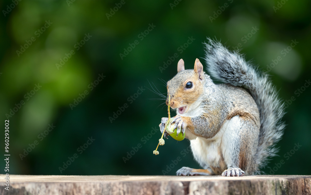 Portrait of a grey squirrel eating acorn on a tree stump in autumn Portrait of a grey squirrel eating acorn on a tree stump in autumn