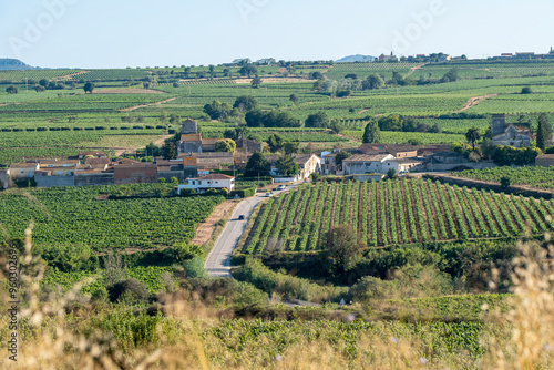 A picturesque vineyard with neatly lined rows of vines and farm buildings nestled in a rolling green countryside on a sunny day, embodying rural tranquility in Penedes Spain photo