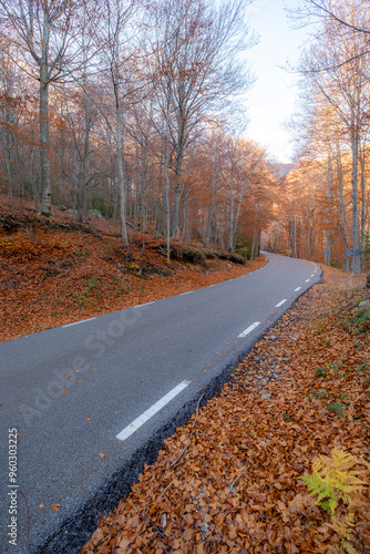 This photograph depicts a winding road cutting through a forest blanketed in fallen autumn leaves, capturing the serene beauty and crisp atmosphere of the fall season in nature in Montseny Spain photo