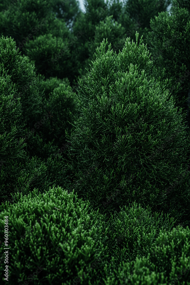 Green branches of a pine tree close-up, short needles of a coniferous tree close-up on a green background, concept of biodiversity background, decorate, festive, winter season, botanical in Christmas Green branches of a pine tree close-up, short needles of a coniferous tree close-up on a green background, concept of biodiversity background, decorate, festive, winter season, botanical in Christmas