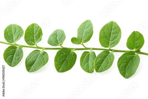 Detailed Green Leaf Stem on White Background