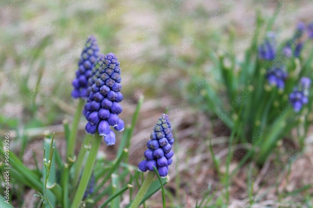 purple lupines in wildflower patch purple lupines in wildflower patch