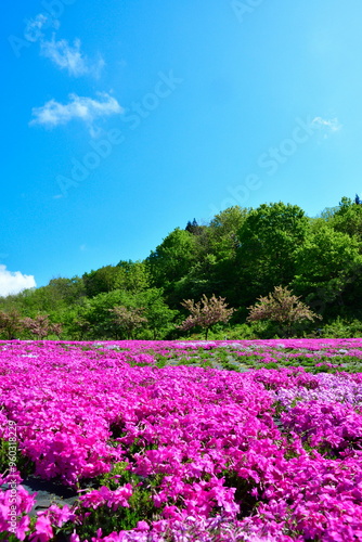 根小屋　花と緑と雪の里 芝桜（新潟県） photo