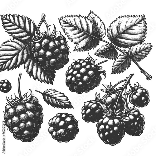 ripe blackberry cluster with leaves, showcasing a vintage botanical style sketch engraving generative ai fictional character vector illustration. Scratch board imitation. Black and white image.