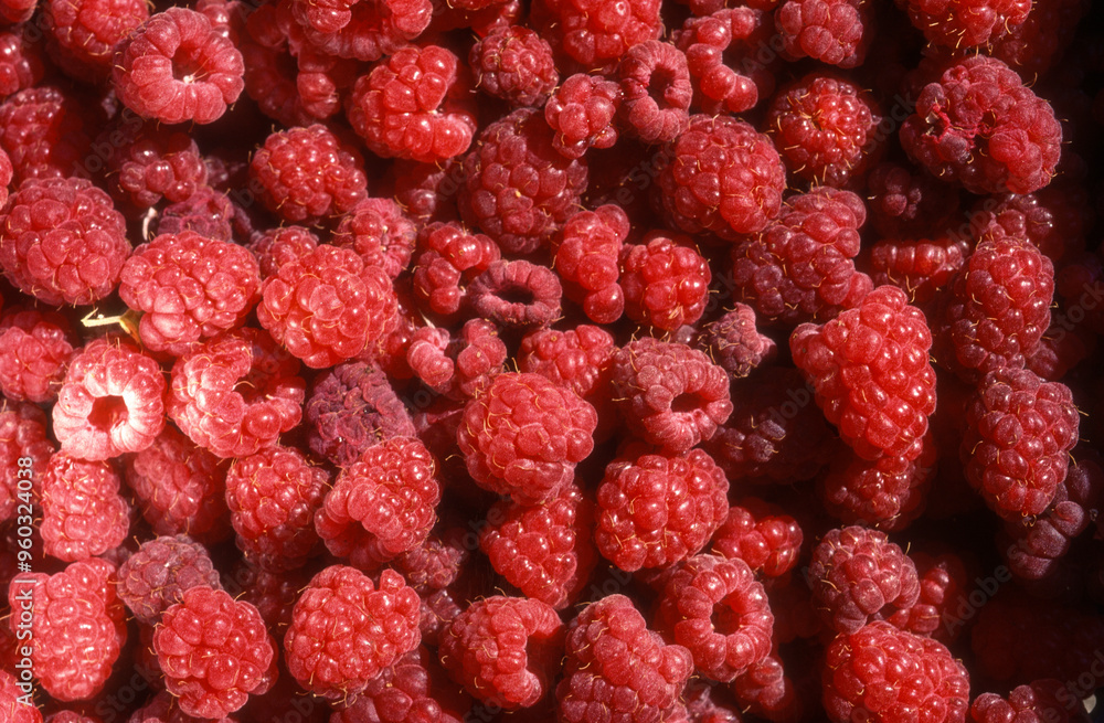 Rubus idaeus, Framboisier, Framboise Rubus idaeus, Framboisier, Framboise