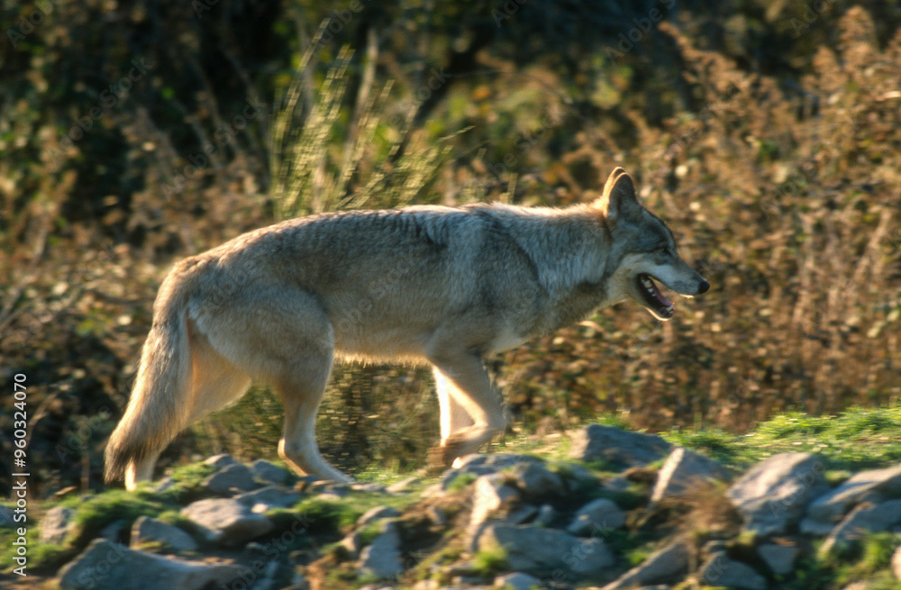 Fototapeta premium Loup, Canis lupus