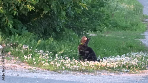 The cat hunts birds brindle, green