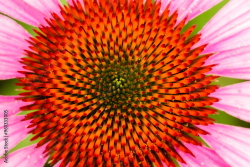 Looking down onto the seed head of a purple coneflower in late July