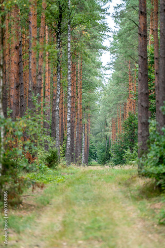 Road in a pine forest in Masuria