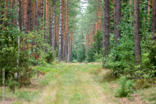 Fototapeta Naklejka Na Ścianę i Meble -  Road in a pine forest in Masuria
