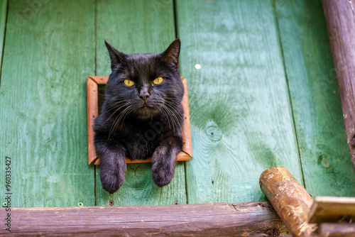 A black cat sitting in a wooden window and looking around  photo