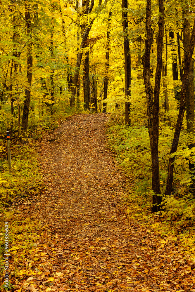 The leaf-covered trail climbs the heavily forested hillside within the Pike Lake Unit, Kettle Moraine State Forest, Hartford, Wisconsin in mid-October The leaf-covered trail climbs the heavily forested hillside within the Pike Lake Unit, Kettle Moraine State Forest, Hartford, Wisconsin in mid-October