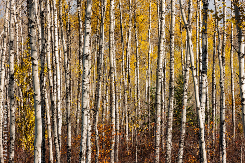 The colors of the distant autumn aspen leaves provide add color and contrast to the aspen trunks along Hwy 51 near Harshaw, Wisconsin in mid-October The colors of the distant autumn aspen leaves provide add color and contrast to the aspen trunks along Hwy 51 near Harshaw, Wisconsin in mid-October