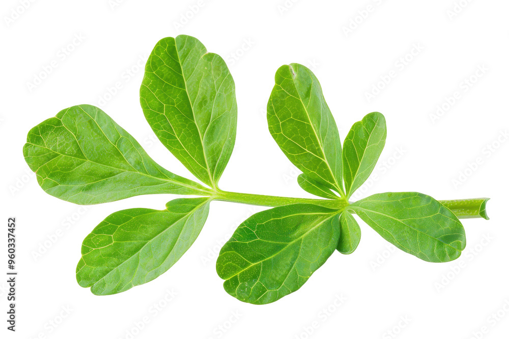 A vibrant green leaf showcasing intricate details, perfect for nature-themed projects and designs. A vibrant green leaf showcasing intricate details, perfect for nature-themed projects and designs.