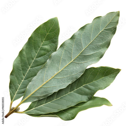 Fresh bay leaves arranged beautifully, ideal for culinary, decorative, or botanical purposes in any creative project.