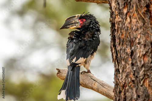 red billed hornbill photo