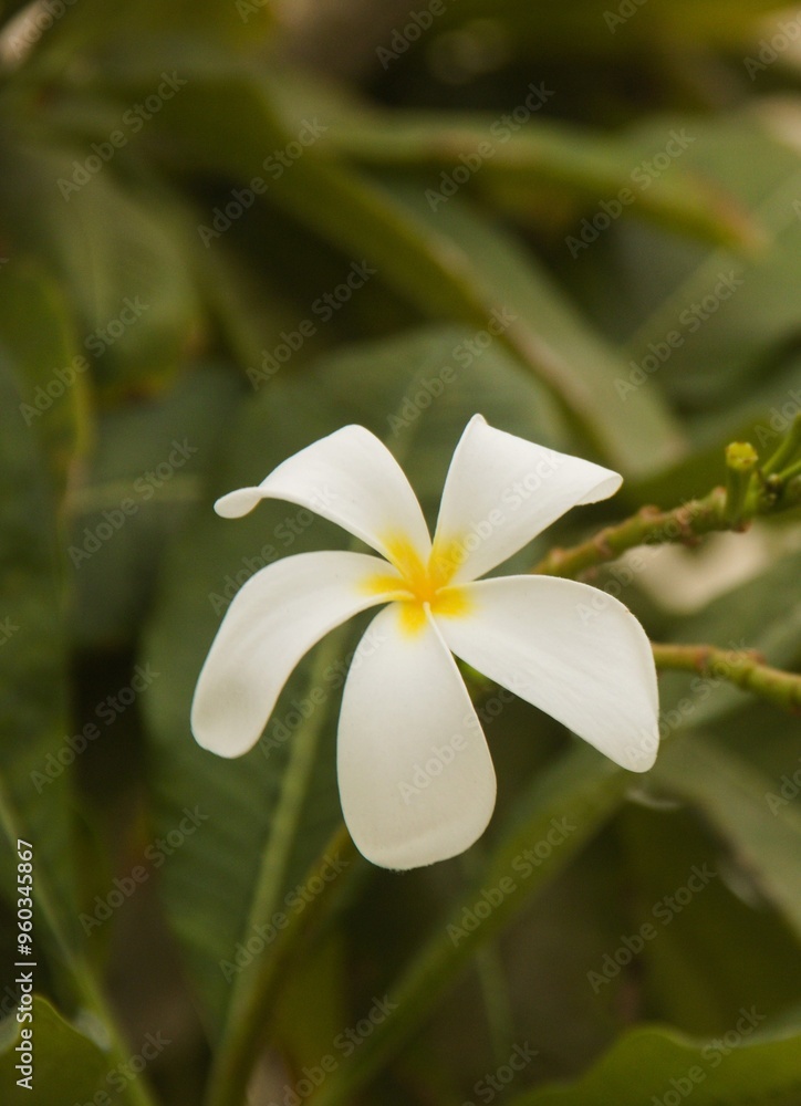 Fototapeta premium Frangipani is a perennial plant of the genus Plumeria with beautiful white and yellow flowers. Is an ornamental flower planted in homes and parks considered to be the queen of tropical trees.
