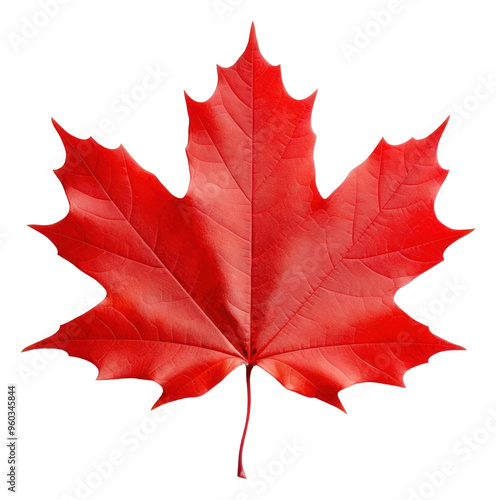 PNG Maple leaf border plant tree white background.
